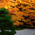 美しすぎた南禅寺天授庵の紅葉