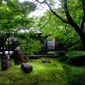 京都祇園大本山建仁寺の新緑