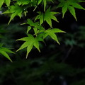 しるひとぞしる京都の新緑の名所蓮華寺にて撮影もみじ