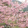 Photos: 桜色のしゃぼん玉に、夢を乗せて