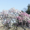 Photos: 桃の花