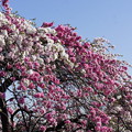 Photos: 桃の花　２