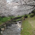 Photos: 桜２