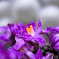 Photos: ほんの小さな... ／サボテンの花