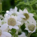 Photos: White flowers ******