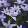 Photos: White flowers *******