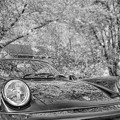 Photos: Monochromatic-cherry blossoms with a car