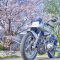 Photos: motorbike & cherryblossoms HDR
