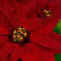 Photos: Christmas flower