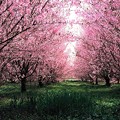 Photos: 田園の桜並木