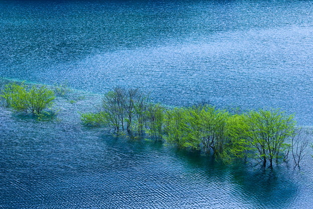 湖上の緑樹