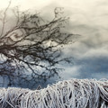 Photos: 冬の景
