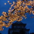 Photos: 岸和田城の夜桜2017-6