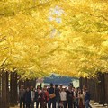 Photos: 銀杏並木と記念撮影