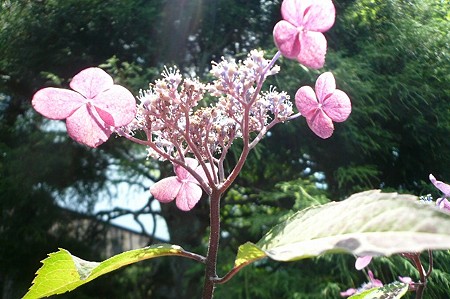 紫陽花 (332)