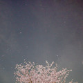 桜とすばると金星とベテルギウス