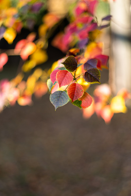 Photos: 秋色を見つけに