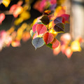 Photos: 秋色を見つけに