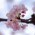 Photos: 春桜