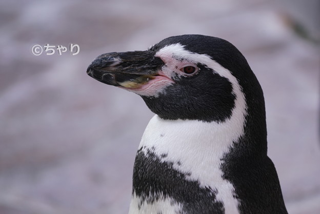 寂しそう 写真共有サイト フォト蔵