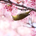 Photos: 寒桜とメジロ♪