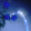 Photos: 青い花♪