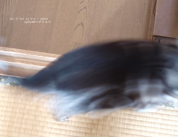 Photos: 見せて～と騒ぐ猫に（ナミアゲハ飼育）