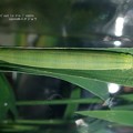 イチモンジセセリの終齢幼虫。（セセリチョウ飼育）