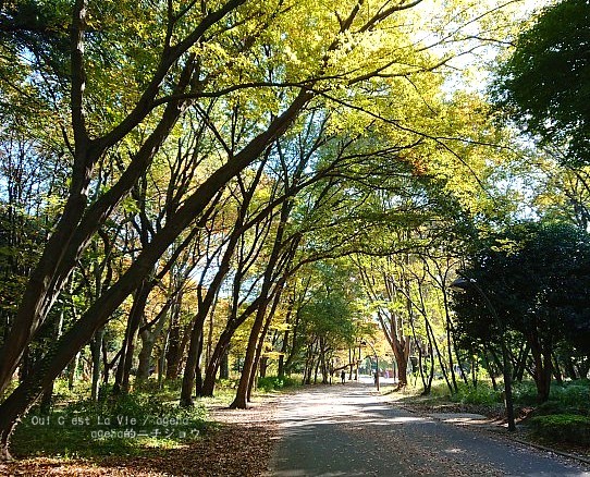 東京都立光が丘公園入り口。