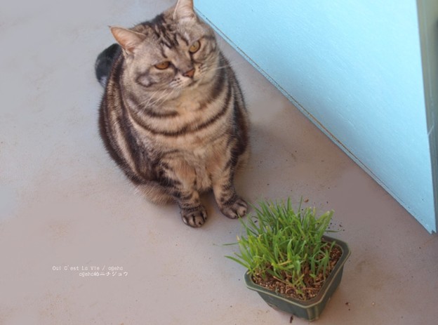Photos: 猫草もイネ科だにゃ。