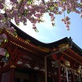 鹽竈神社拝殿と満開の鹽竈桜