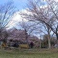多聞山の桜