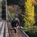 Photos: 吊り橋を 渡ってみた！！