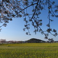 Photos: 残り桜