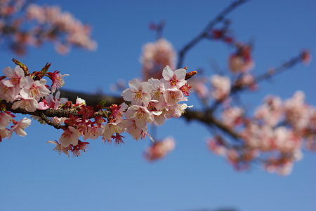 冬桜3