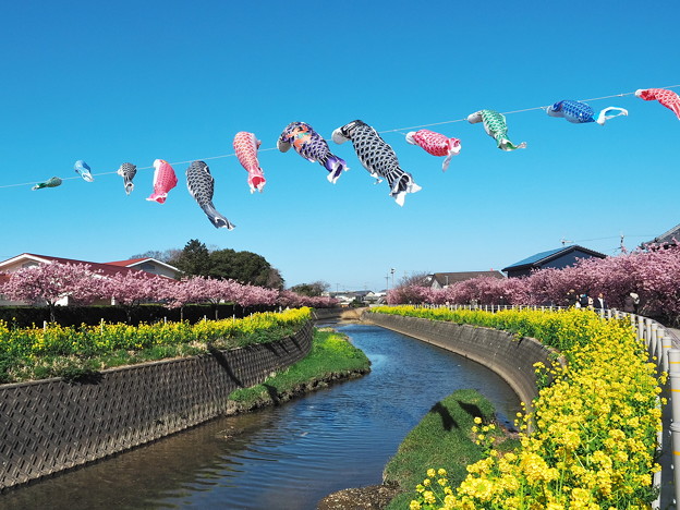 免々田川菜の花 桜まつり3 写真共有サイト フォト蔵