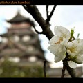 Photos: 桃山の桃の花