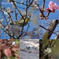 Photos: 春近し