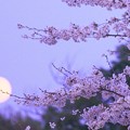 月の出と桜