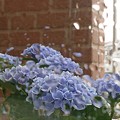 Photos: 雨粒の窓に紫陽花