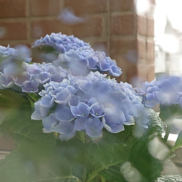 Photos: 紫陽花色の雨