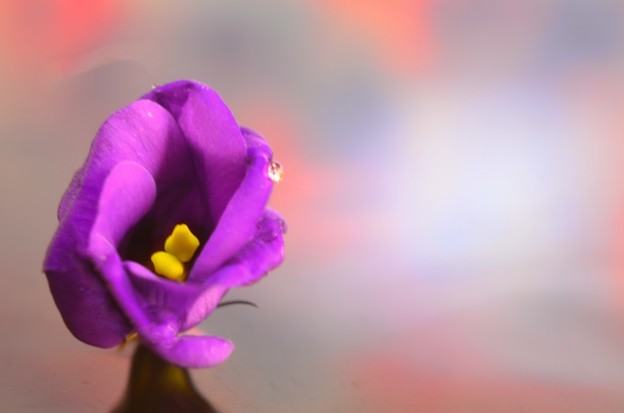 Photos: 紫色の花