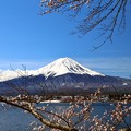 Photos: 河口湖からの富士山と桜