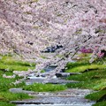 福島　観音寺川の桜