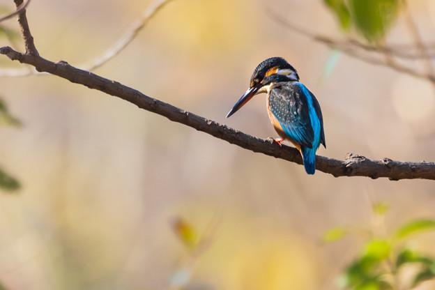 Photos: 青い鳥の日＾＾　その２