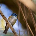 Photos: 青い鳥の日＾＾　その４