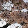 Photos: 夕陽と桜