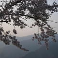 Photos: 夕陽と桜