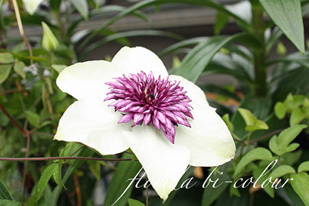 florida bi-colour4