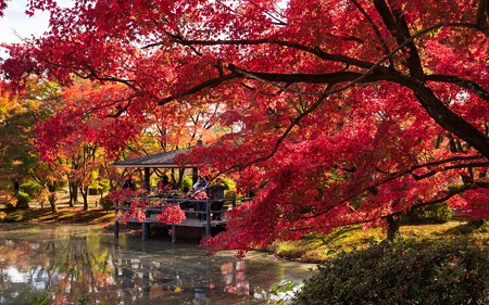 京都府立植物園13